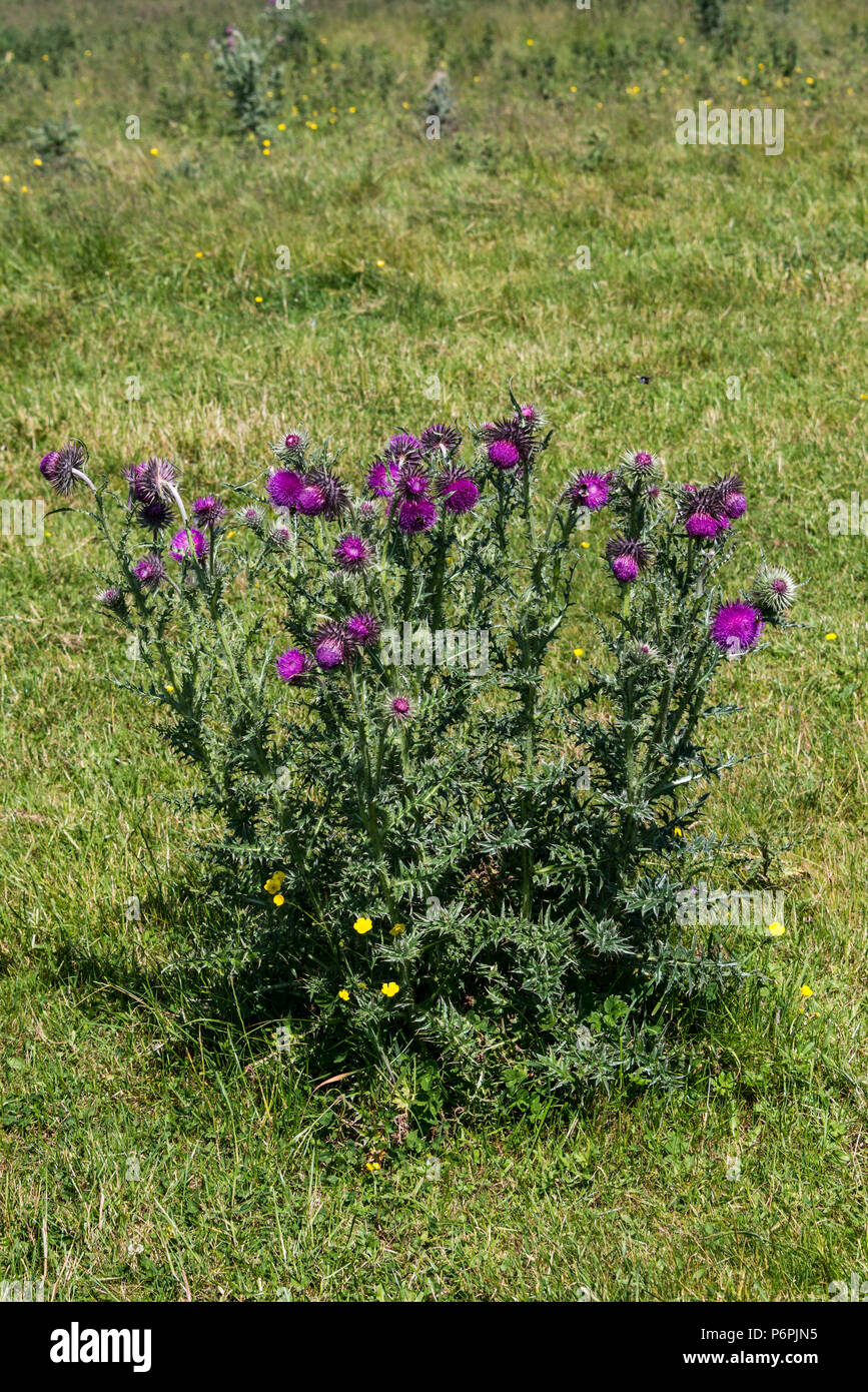 Un muschio thistle (Carduus nutans) Foto Stock