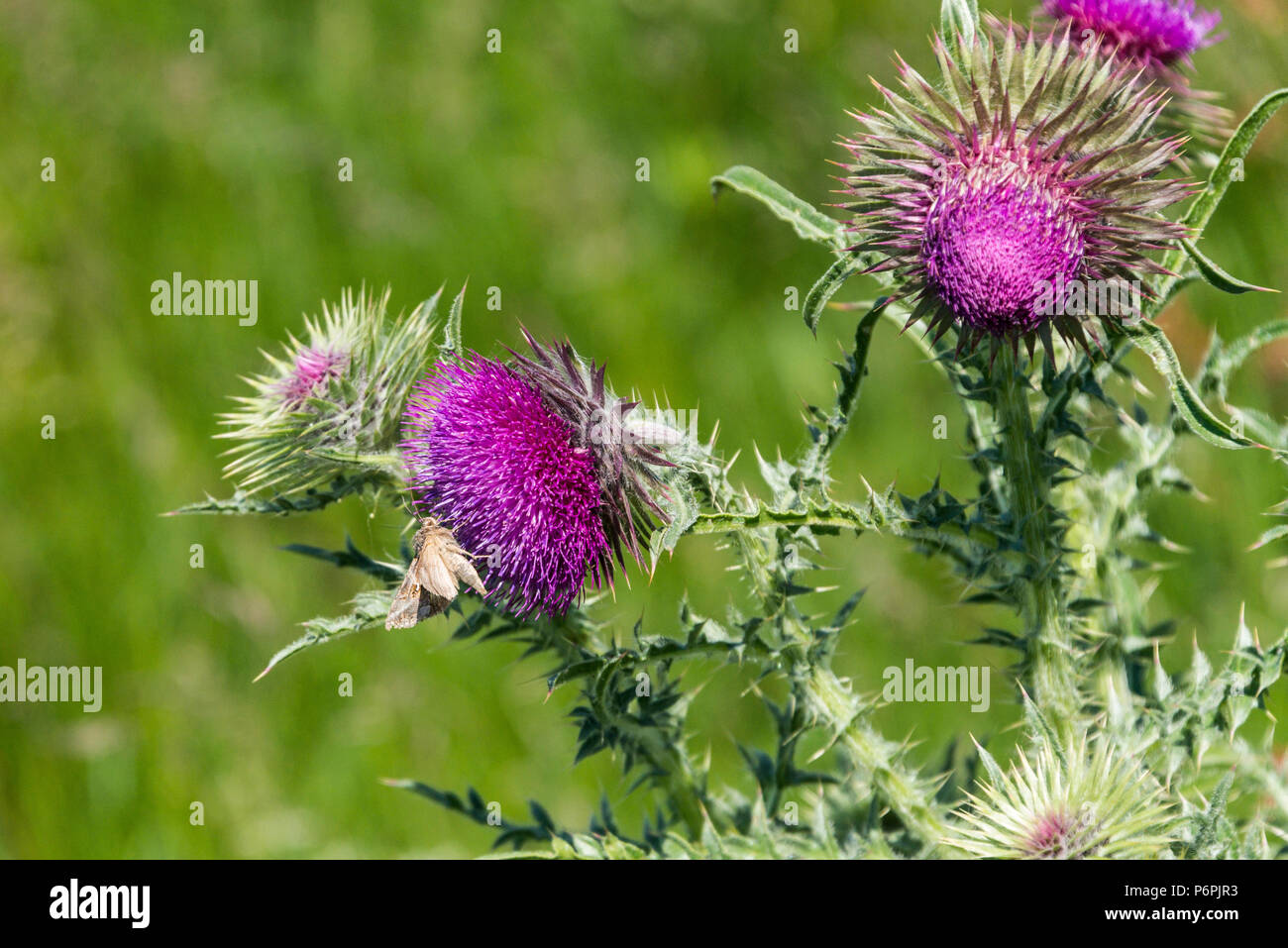 Musk thistle le teste dei fiori (Carduus nutans) Foto Stock