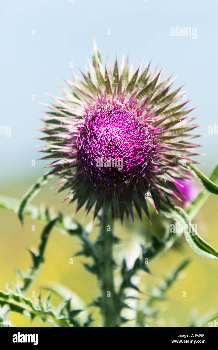 Un muschio fiore di cardo testa (Carduus nutans) Foto Stock