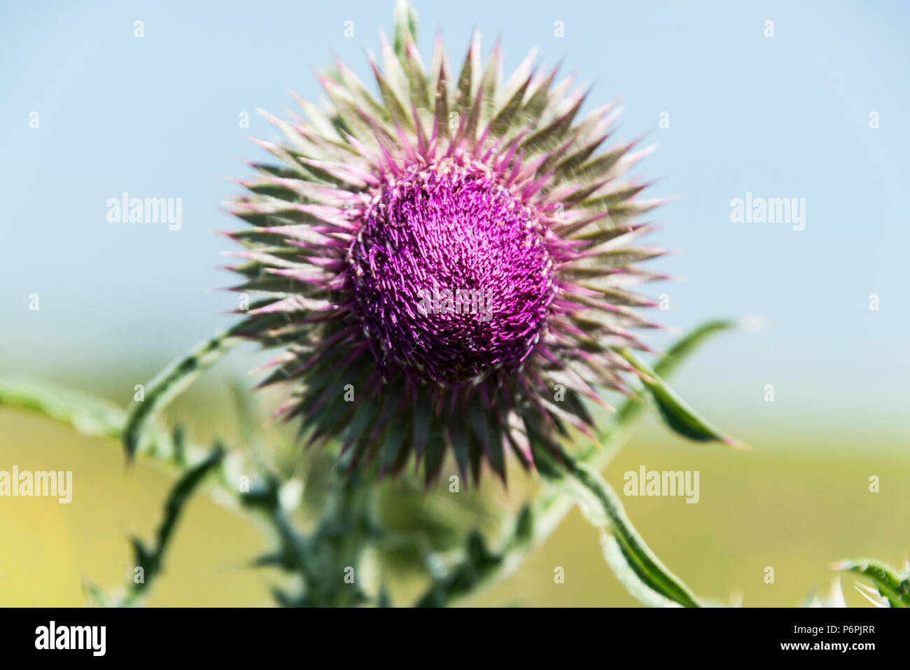 Un muschio fiore di cardo testa (Carduus nutans) Foto Stock