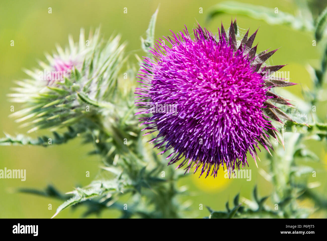 Un muschio fiore di cardo testa (Carduus nutans) Foto Stock