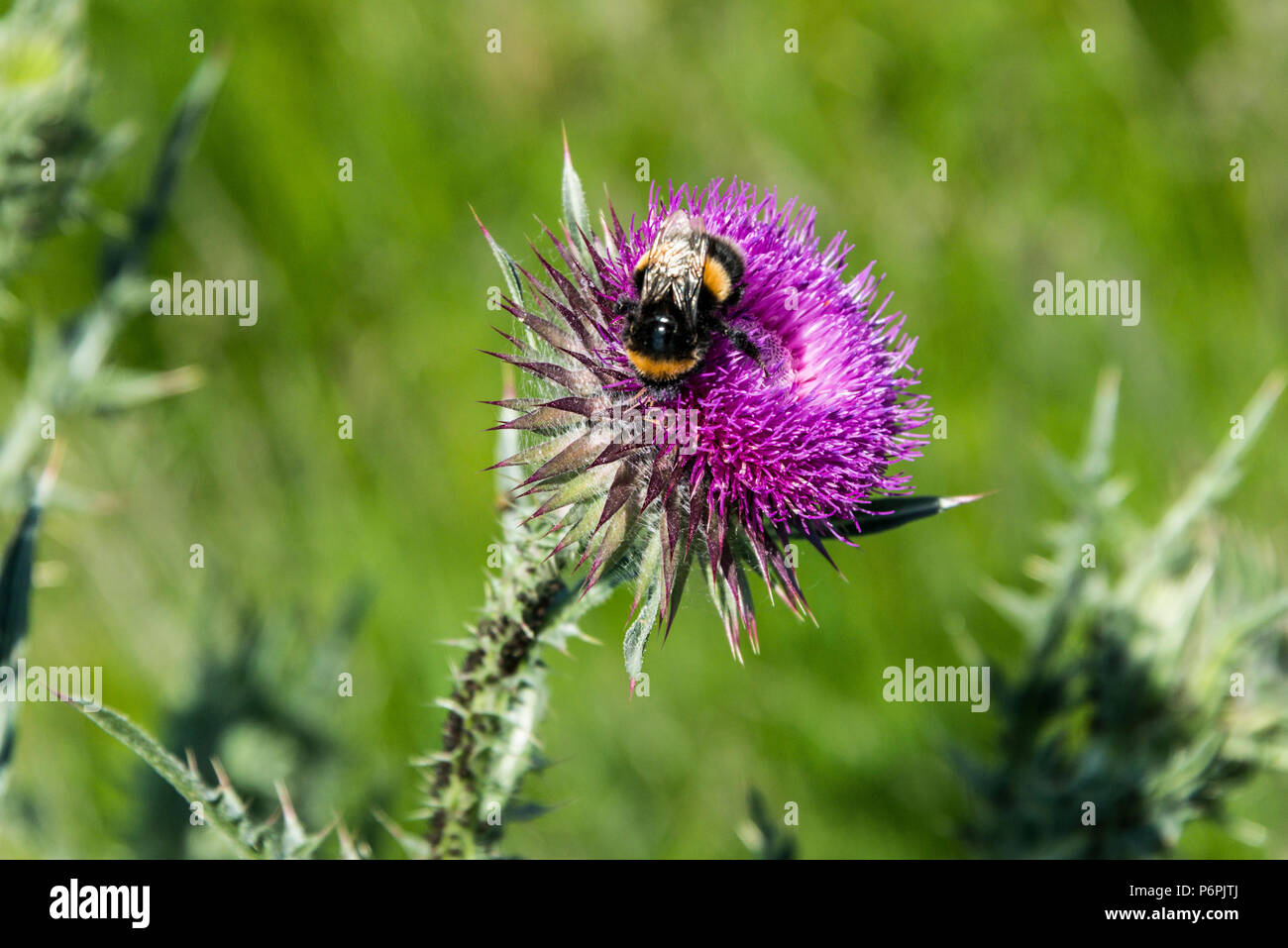 Un Bumble Bee sul fiore di muschio thistle (Carduus nutans) Foto Stock