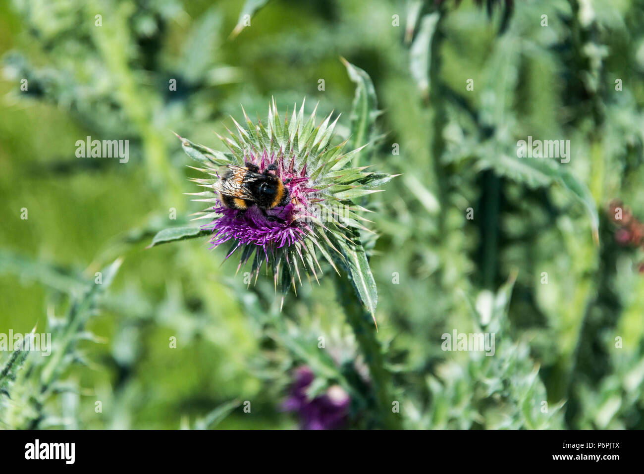 Un Bumble Bee sul fiore di muschio thistle (Carduus nutans) Foto Stock