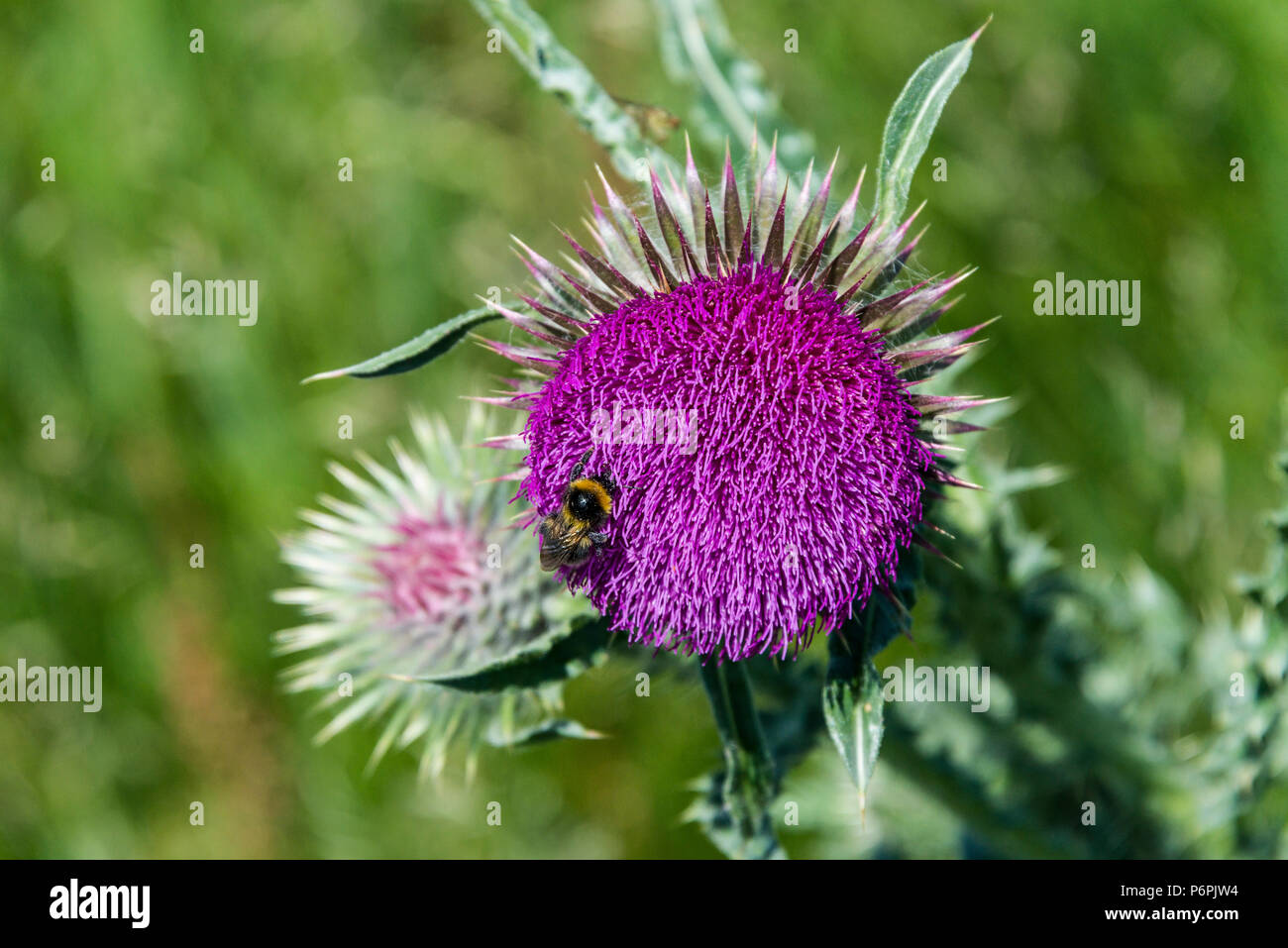 Un Bumble Bee sul fiore di muschio thistle (Carduus nutans) Foto Stock