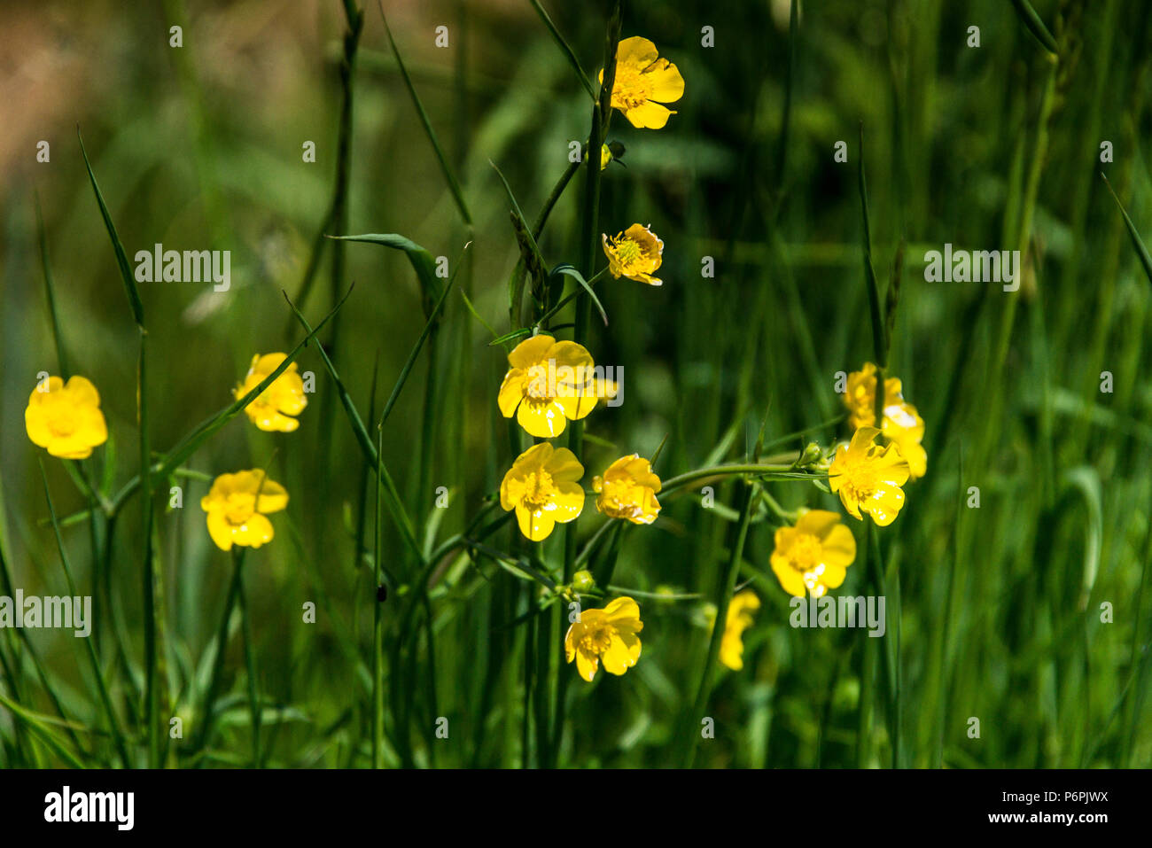 Prato renoncules (Ranunculus acris) Foto Stock