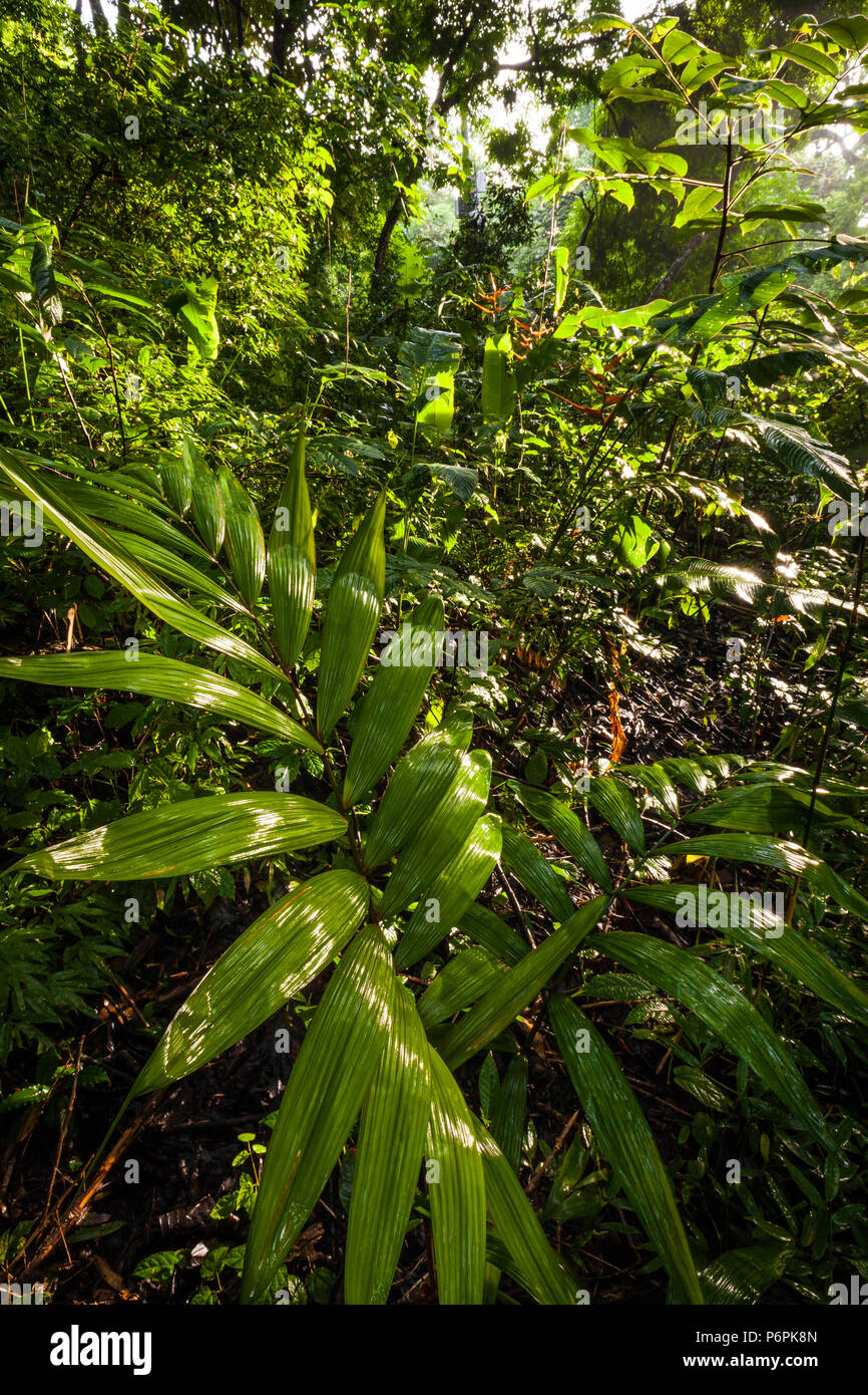 La mattina presto nella foresta pluviale del Parco Metropolitano, Città di Panama, Repubblica di Panama. Foto Stock
