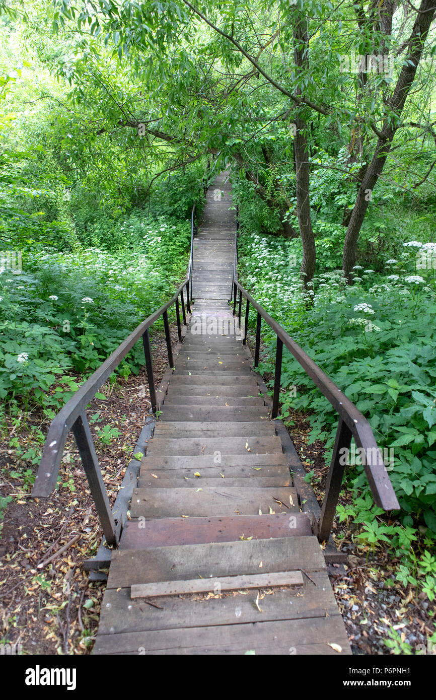 Abstract texture di immagini per i progettisti con asse di legno scale presso il forest hill Foto Stock