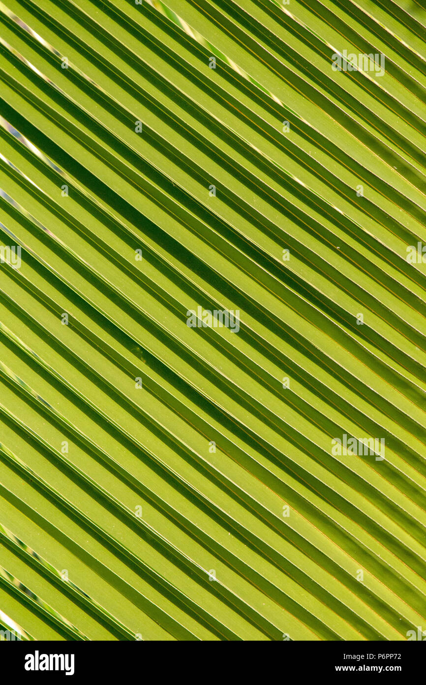 Configurazione astratta di un verde foglia di palma a Praslin, Seicelle. Foto Stock