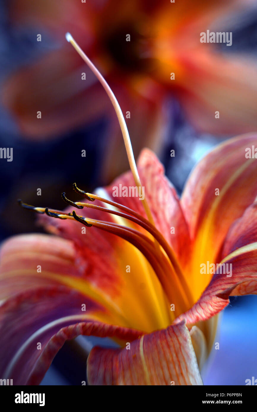 Hemerocallis fulva, questa giornata comune lily è conosciuto da molti nomi: strada lily, fossato lily, dipendenza lily, railroad lily; comunemente chiamato tiger lily. Foto Stock