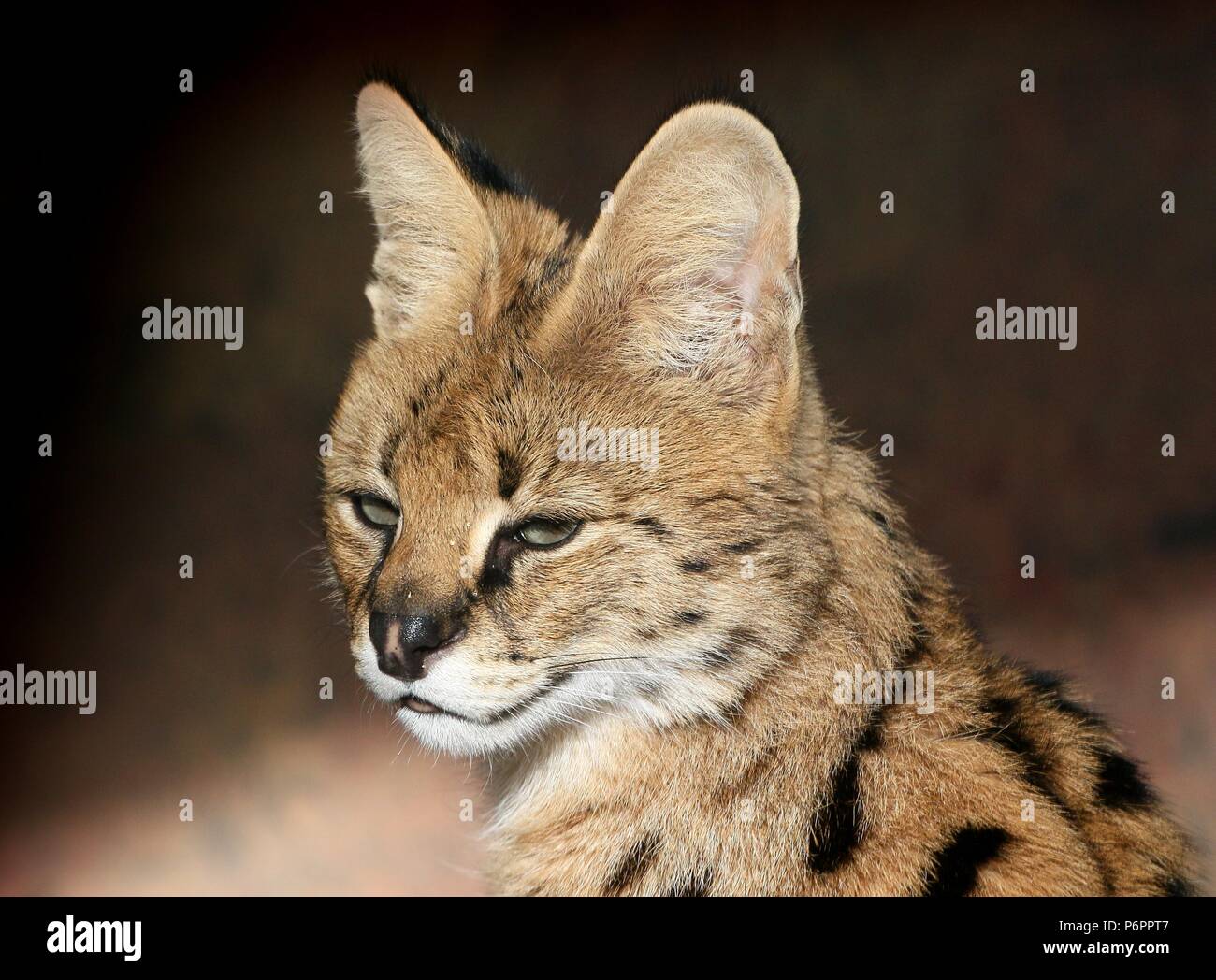 Serval africano (Leptailurus serval), close-up della testa Foto Stock