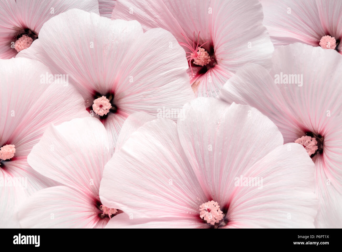 Althaea rosea sfondo floreale Foto Stock