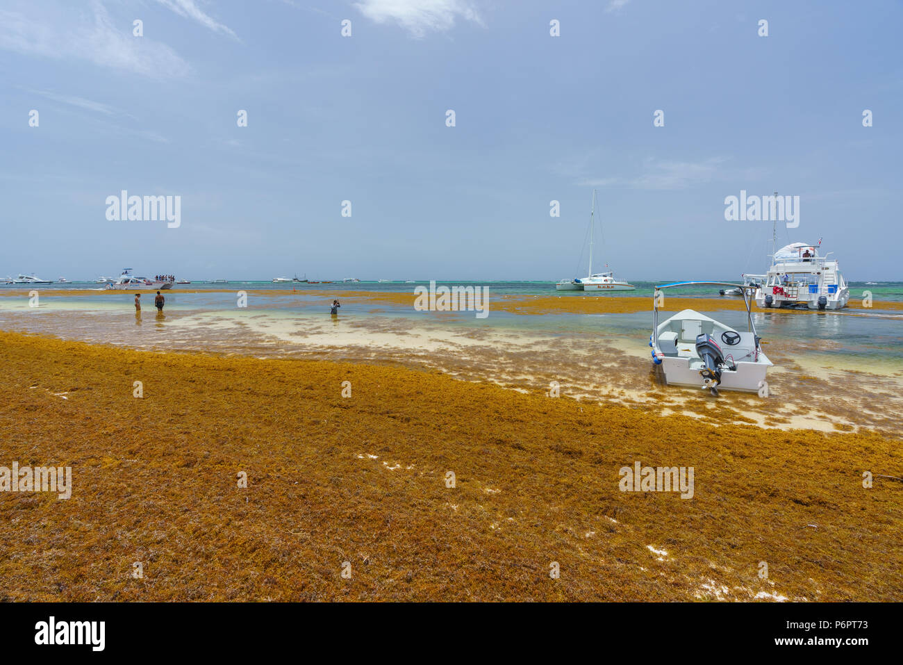 Punta Cana, Repubblica Dominicana - 24 Giugno 2018: sargassum alghe sul beaytiful ocean beach in Bavaro e Punta Cana e il risultato del riscaldamento globale del cambiamento climatico. Foto Stock