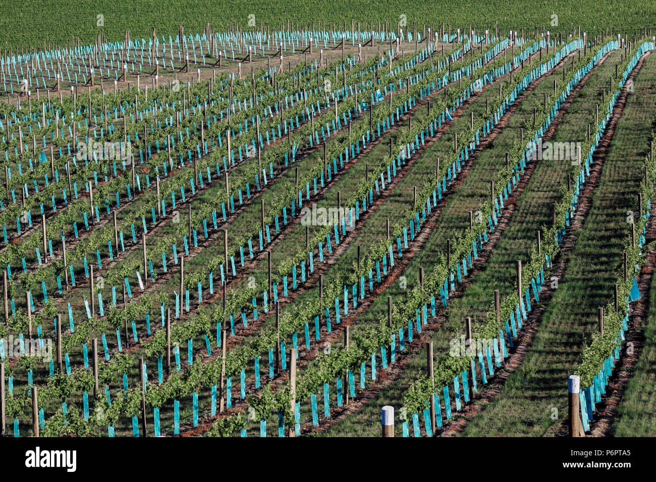 Vigneti che crescono in primavera a Marlborough, Nuova Zelanda Foto Stock