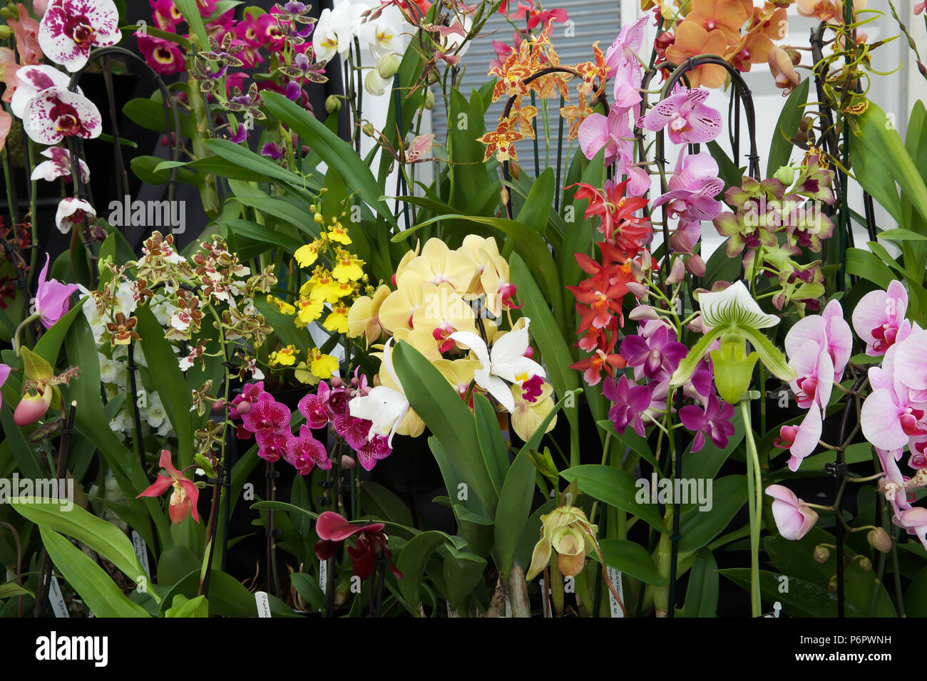 East Molesey, Regno Unito. 2 Luglio, 2018.orchidee sul display come Premere Giorno avviene ad RHS Hampton Court Palace Flower Show. Ths mostrano corre dal 2º-8Luglio 2018. È la più grande fiera dei fiori nel mondo che coprono oltre 34 acri con il pezzo centrale essendo la lunga passeggiata. Ci sono vari giardini per ammirare e raccogliere idee da lungo con impianto, bancarelle di fiori e di varie altre funzioni di giardino. Credito: Keith Larby/Alamy Live News Foto Stock