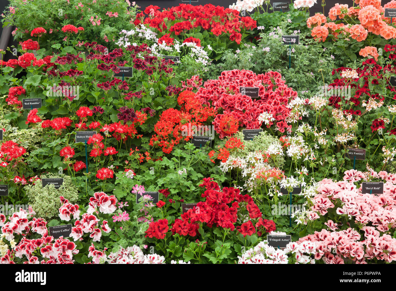 East Molesey, Regno Unito. 2 Luglio, 2018. Premere il tasto Giorno avviene ad RHS Hampton Court Palace Flower Show che corre dal 2º-8Luglio 2018. È la più grande fiera dei fiori nel mondo che coprono oltre 34 acri con il pezzo centrale essendo la lunga passeggiata. Ci sono vari giardini per ammirare e raccogliere idee da lungo con impianto, bancarelle di fiori e di varie altre funzioni di giardino. Credito: Keith Larby/Alamy Live News Foto Stock