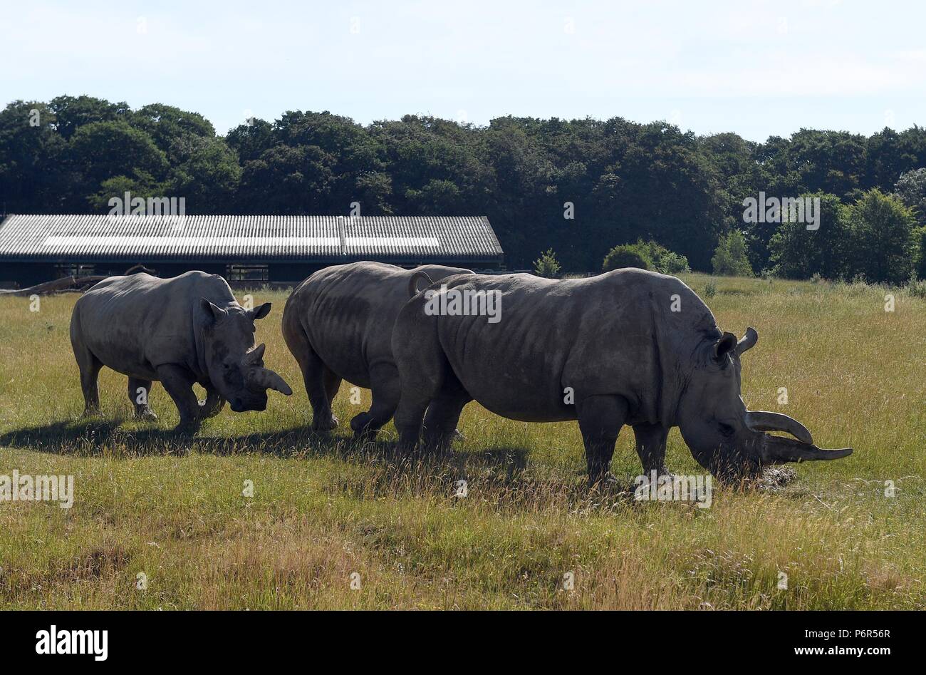 Lo Zoo Whipsnade, Bedfordshire, Regno Unito. Il 2 luglio 2018. Viste generali dei rinoceronti a Whipsnade Zoo nel Bedfordshire. ZSL Whipsnade Zoo, precedentemente noto come Whipsnade Wild Animal Park, è uno zoo e safari park si trova a Whipsnade, vicino a Dunstable nel Bedfordshire, Inghilterra. Si tratta di uno dei due giardini zoologici (l'altro essendo ZSL London Zoo di Regent's Park, Londra) che sono di proprietà della Società Zoologica di Londra (ZSL), un ente di beneficenza dedicata alla conservazione in tutto il mondo degli animali e dei loro habitat. Foto di Andrew Parsons/ Parsons Media Ltd Credit: Andrew parsons/Alamy Live News Foto Stock