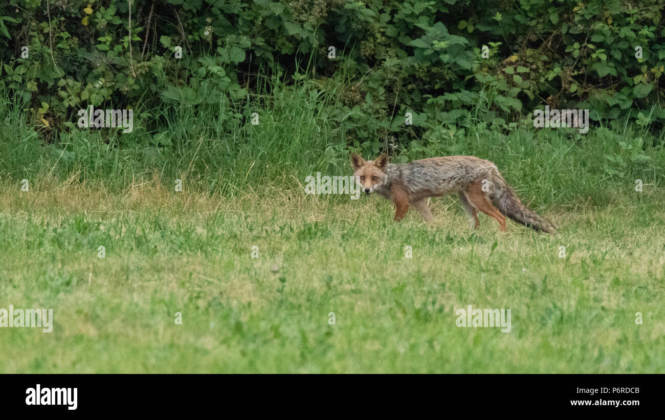 Volpe nel bosco - Fox nei boschi a caccia di cibo Foto Stock