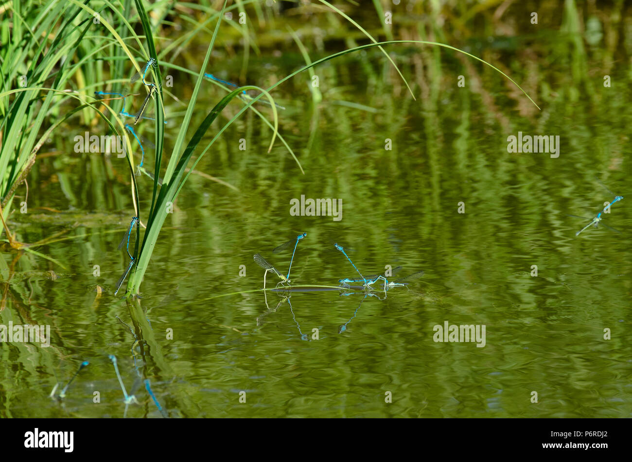 Stagione di riproduzione delle specie di libellule damselfly blu sulla superficie dello stagno con vegetazione verde Foto Stock