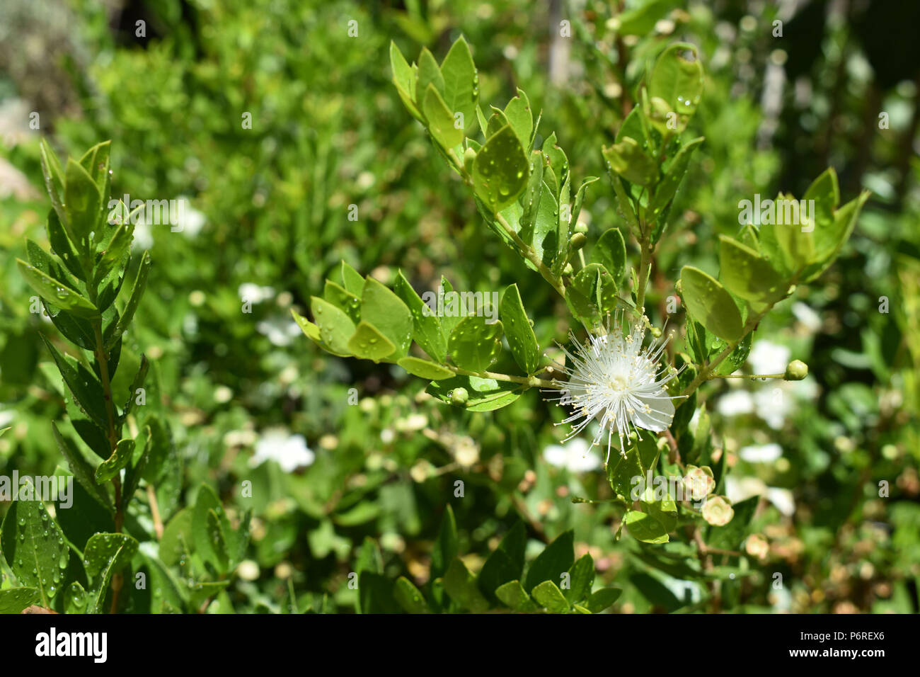 Fiore bianco con lunghi stami sulla boccola con goccioline di acqua Foto Stock