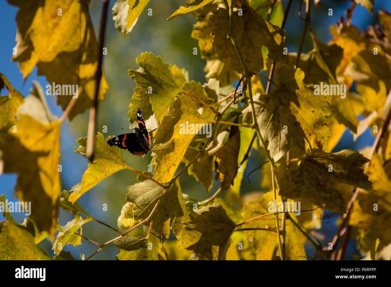 Farfalla sulla foglia di uva vivere la vita al massimo Foto Stock