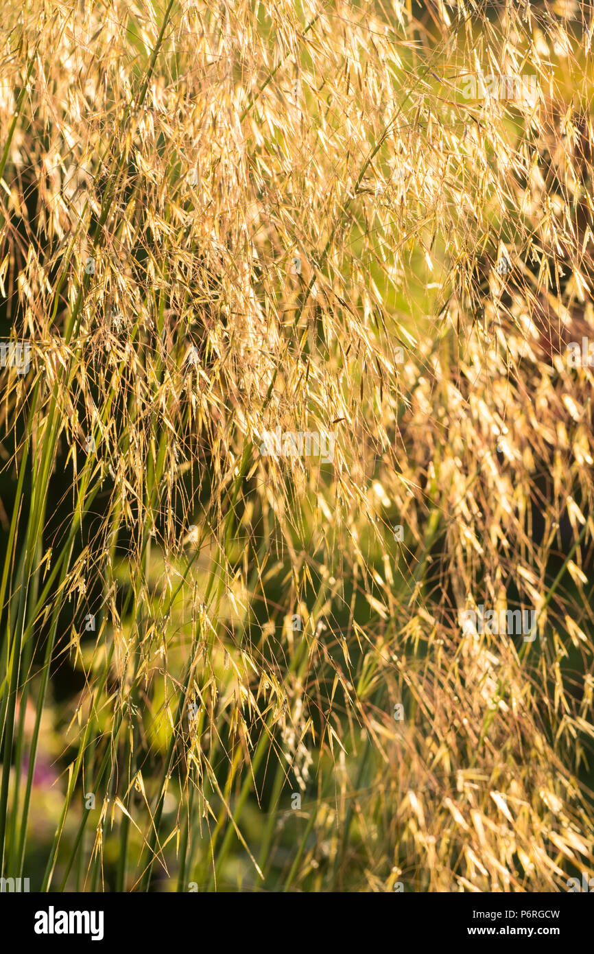 Stipa gigantea o golden avena erba retroilluminati da sera sunshine close up Foto Stock