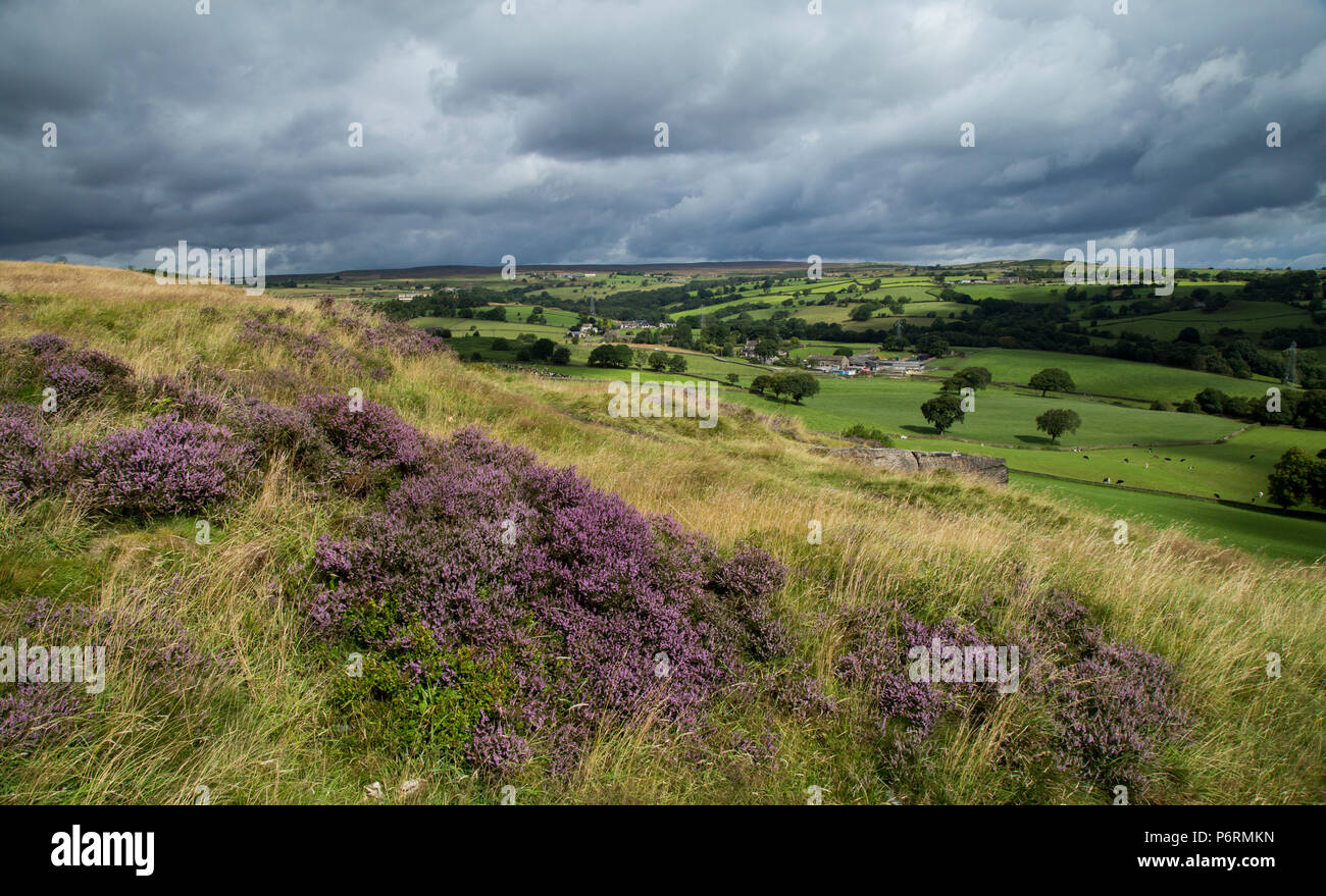 Erica viola sul Baildon Moor, Yorkshire, Regno Unito. Vi sono lunghe vedute distanti guardando verso Rombalds Moor. Foto Stock