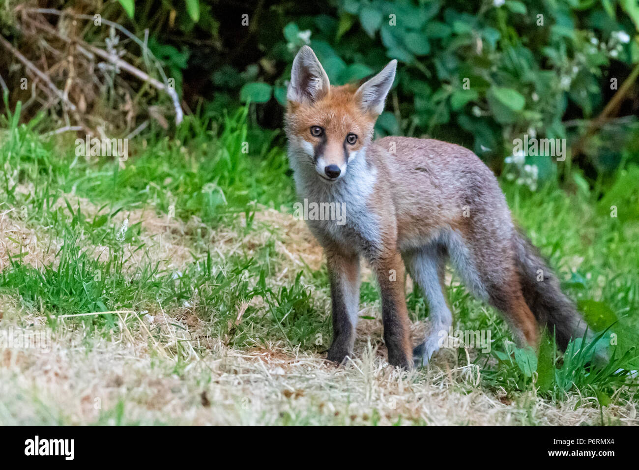 Una chiusura su una giovane volpe (UK). Foto Stock