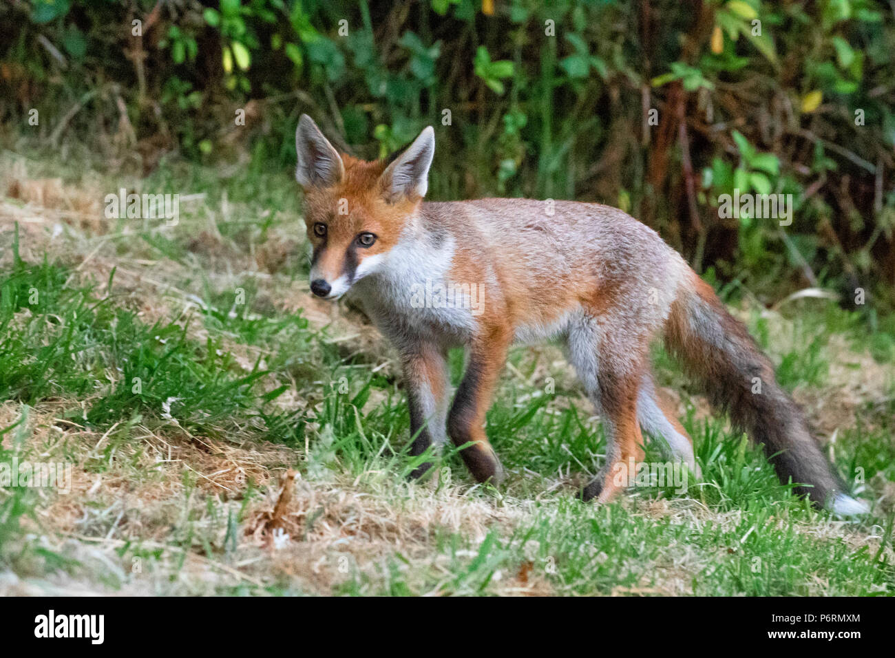 Una chiusura su una giovane volpe (UK). Foto Stock