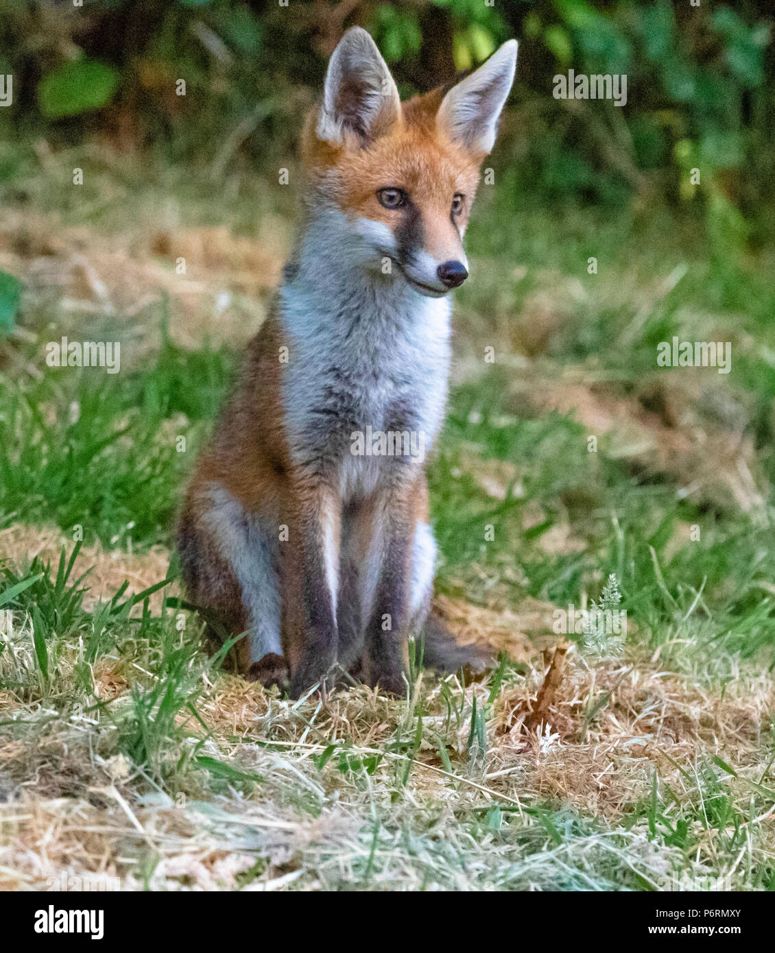 Una chiusura di una giovane volpe cub (UK). Foto Stock