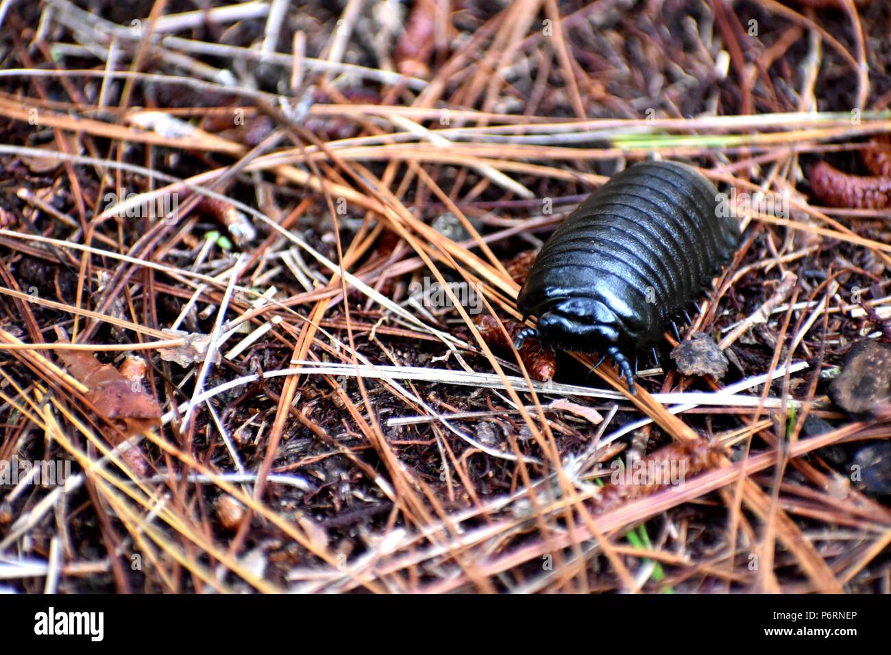 Armadillo bug su sposta Foto Stock