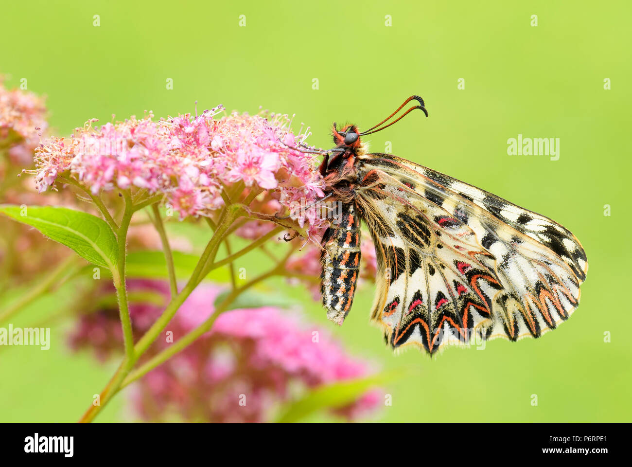 Festone meridionale butterfly - Zerynthia polissena, bella colorate farfalle rare dall Unione dei prati e dei pascoli. Foto Stock