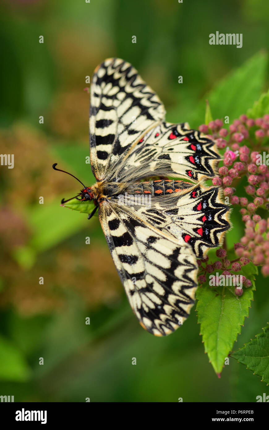 Festone meridionale butterfly - Zerynthia polissena, bella colorate farfalle rare dall Unione dei prati e dei pascoli. Foto Stock