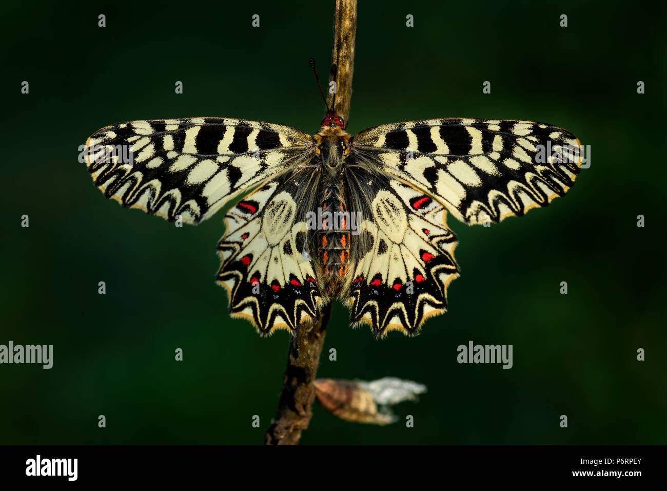 Festone meridionale butterfly - Zerynthia polissena, bella colorate farfalle rare dall Unione dei prati e dei pascoli. Foto Stock