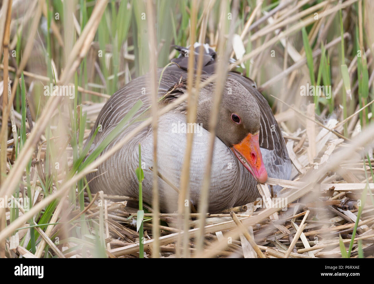 Oca Graylag seduto su un nido - Nascosto nelle canne Foto Stock