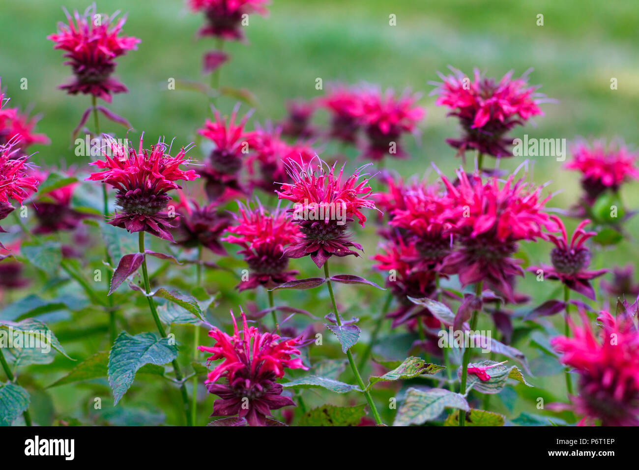 Bee Balm in fiore. Foto Stock