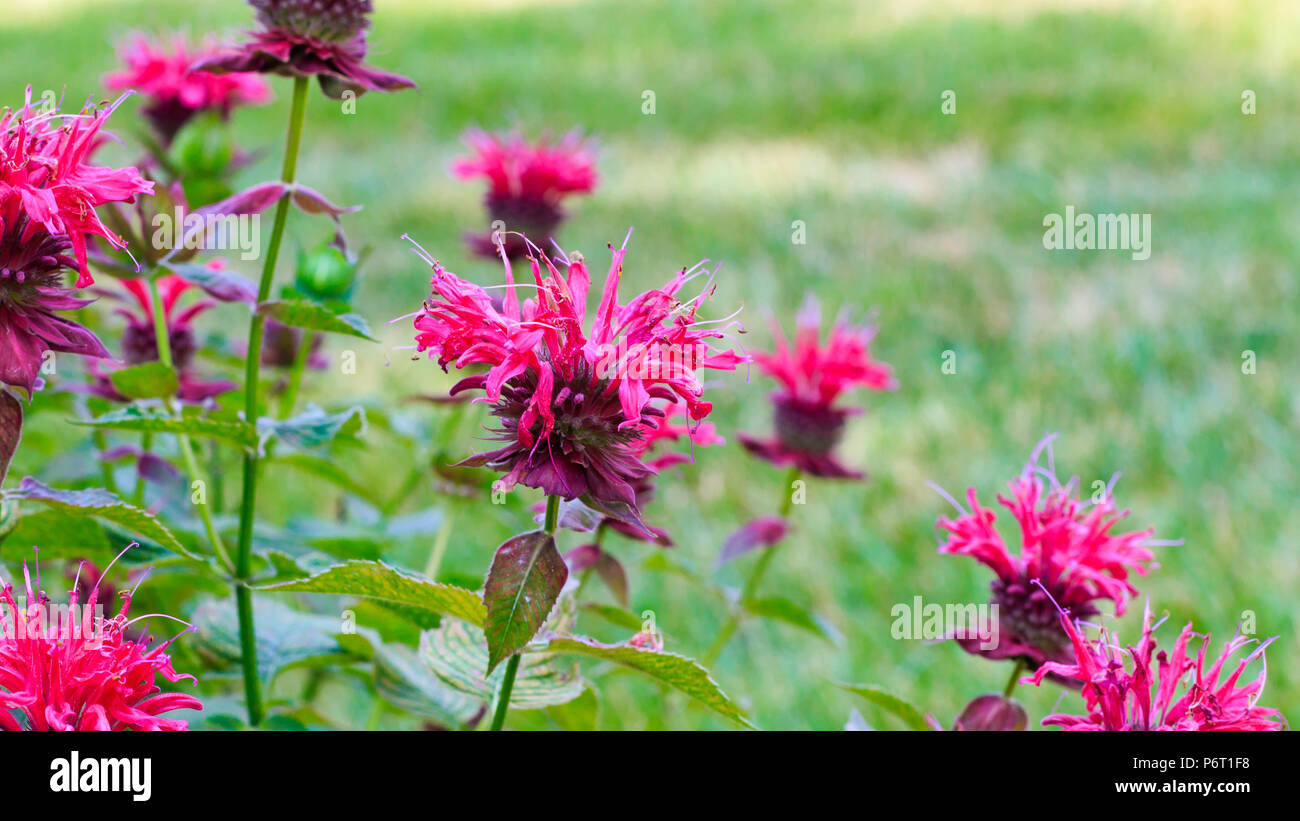 Bee Balm in fiore. Foto Stock