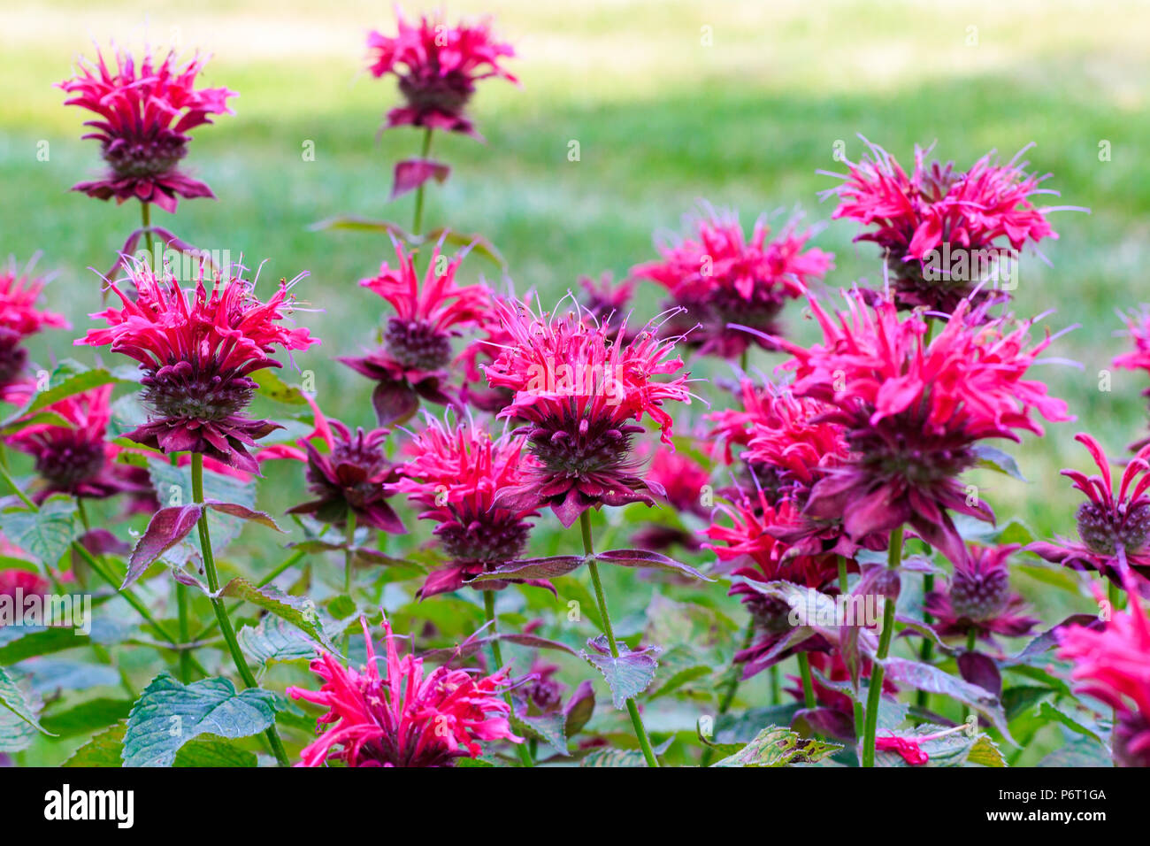 Bee Balm in fiore. Foto Stock