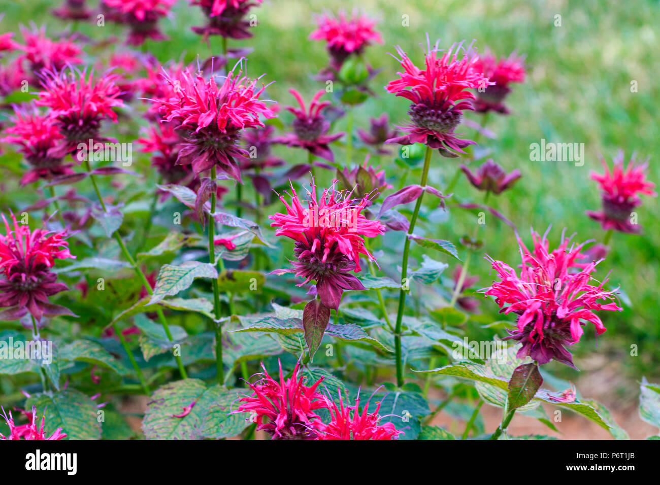 Bee Balm in fiore. Foto Stock