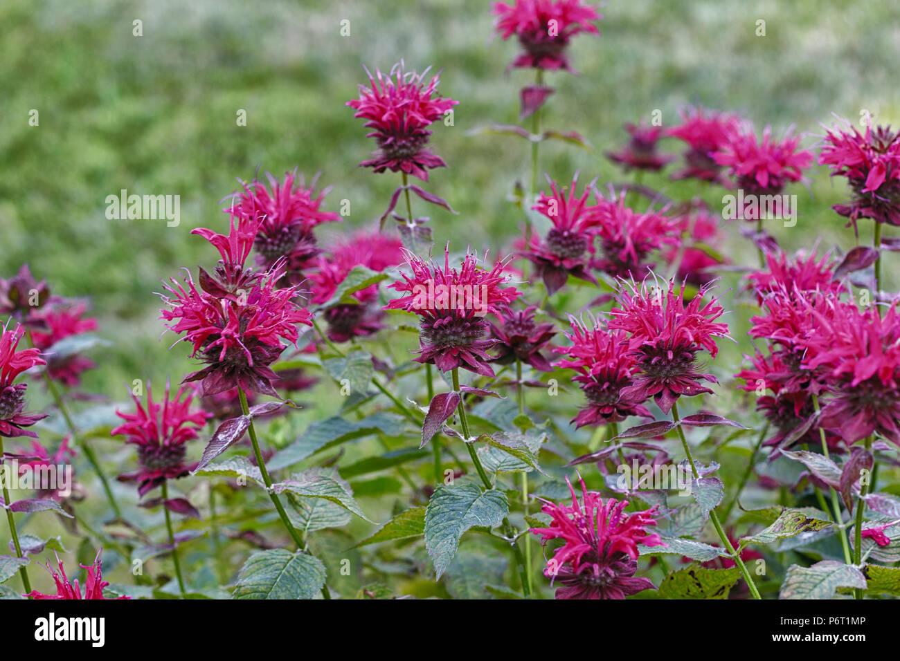 Bee Balm in fiore. Foto Stock