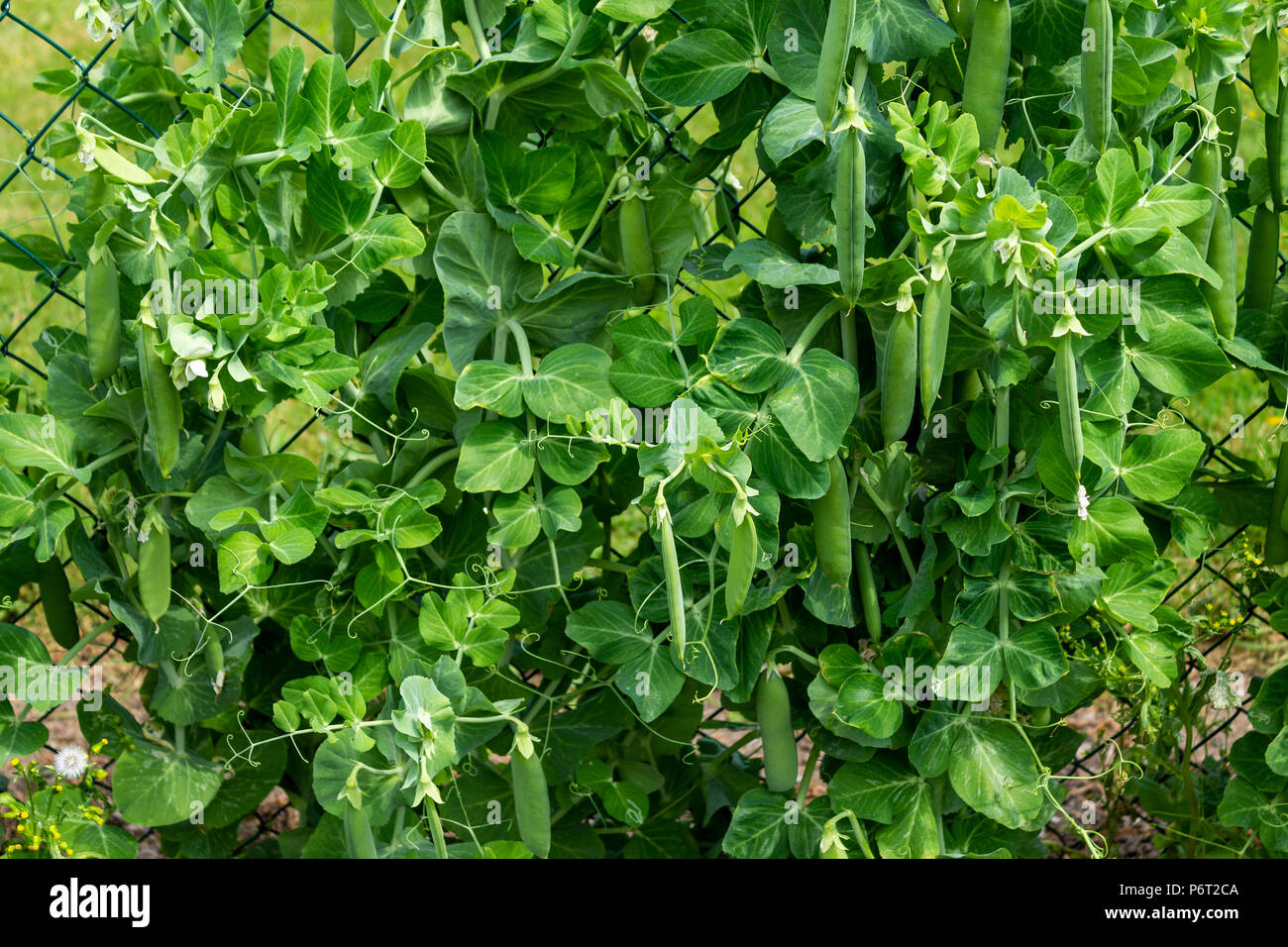 Giardino piselli crescendo un recinto di filo per il supporto. Foto Stock