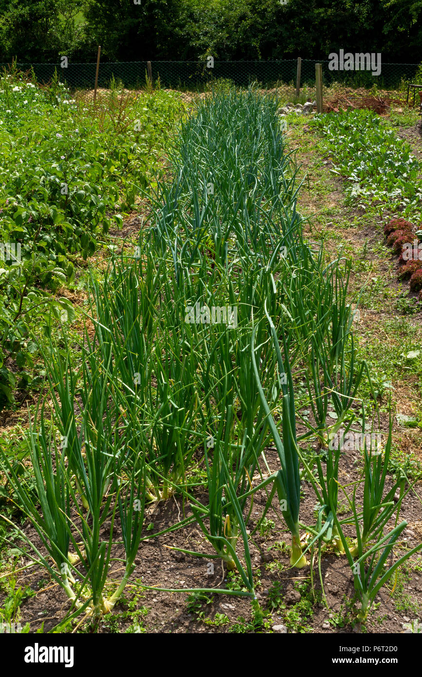 Garden vegetali crescenti plot cipolle, patate, insalata, piselli e lattuga. Foto Stock