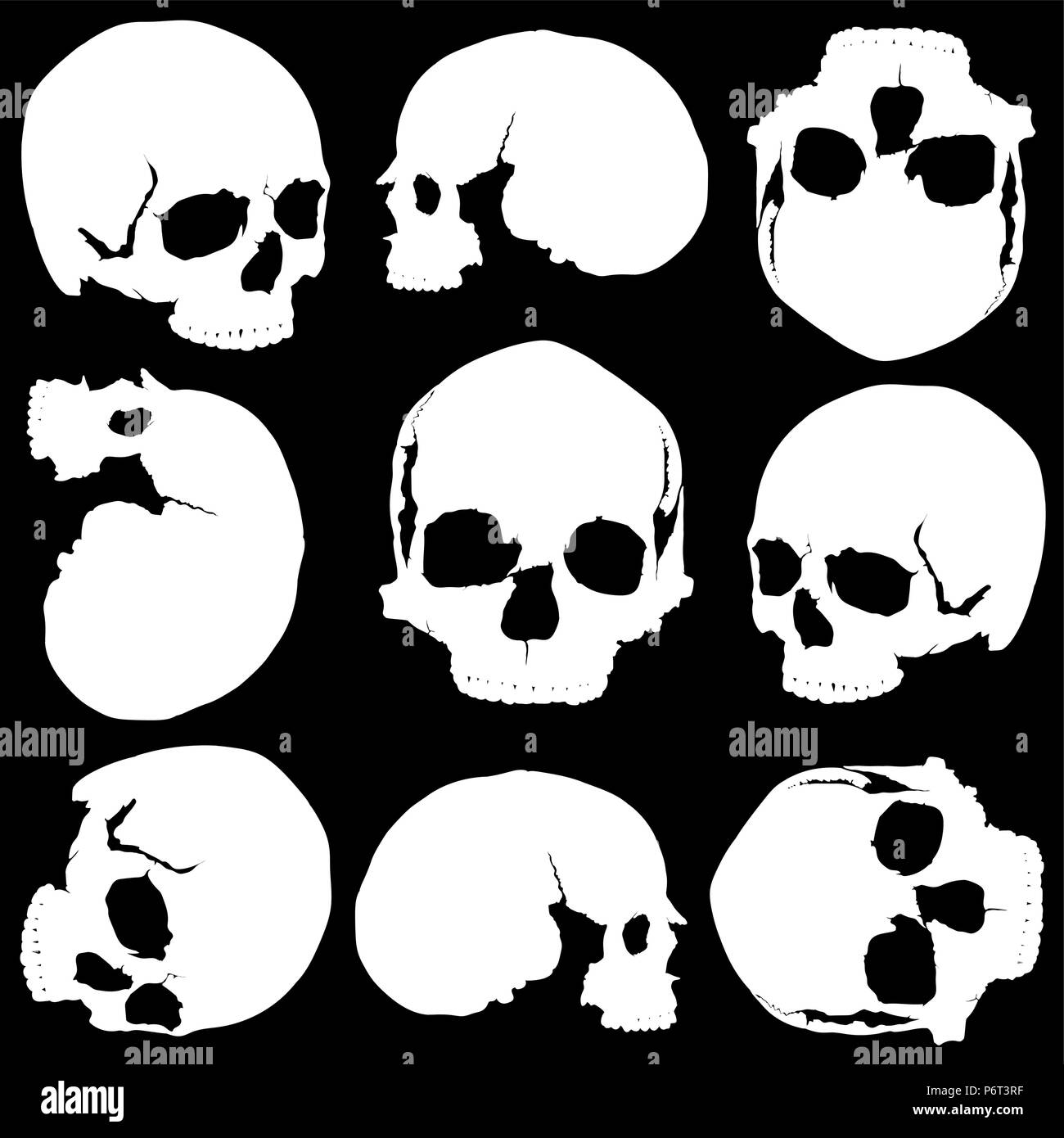Cranio senza saldatura Illustrazione Vettoriale