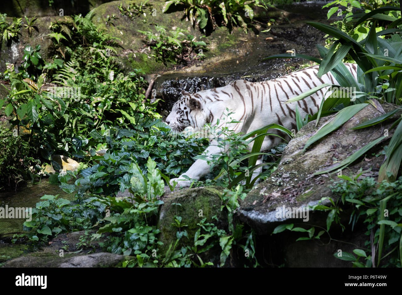 Ritratto di un maestoso bianco / imbianchiti tiger nel verde di una giungla. Singapore. Foto Stock