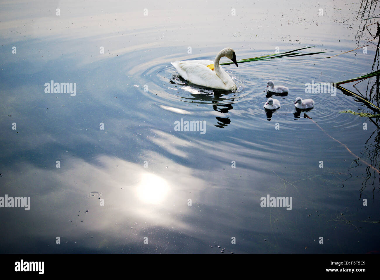Il cigno bianco è il nuoto sul lago. Ritratto ambientale del Whooper altalenante adulto con 3 cigneti che nuotano nel lago con lo sfondo naturale. Foto Stock