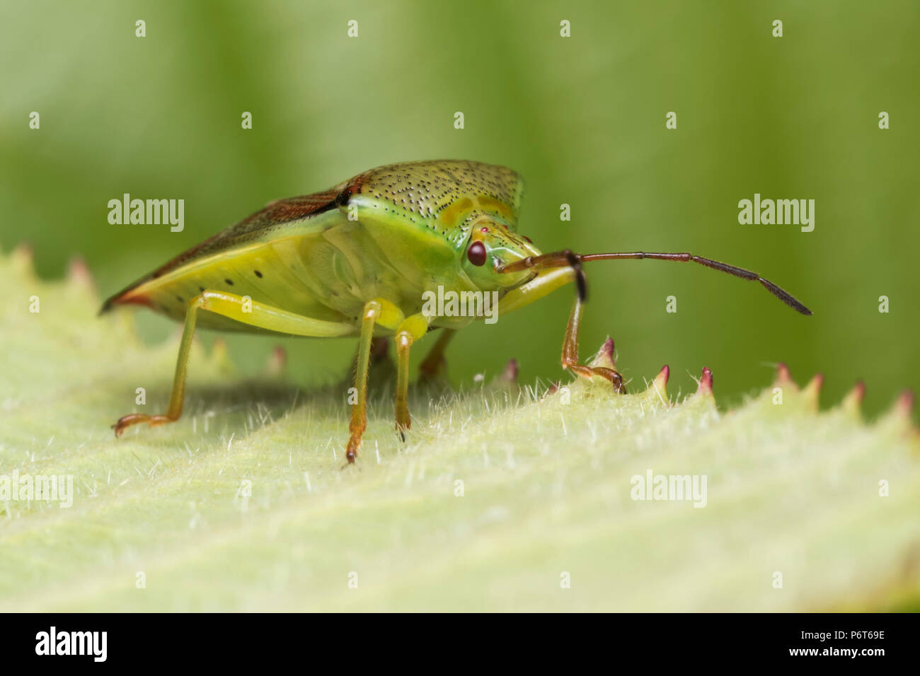 La Betulla Shieldbug (Elasmostethus interstinctus) camminando sul lato inferiore della balestra. Tipperary, Irlanda Foto Stock