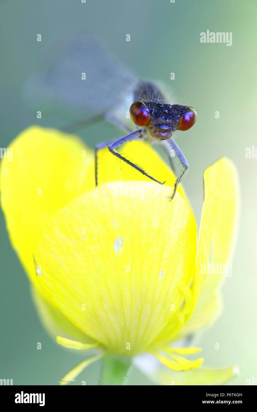 Grandi gli occhi rossi o rosso-eyed damselfly, Erythromma najas Foto Stock