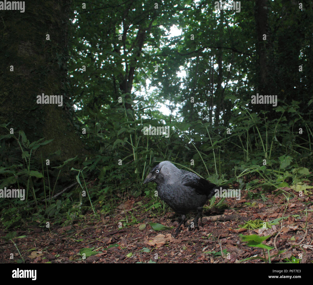 La cornacchia rovistando nel bosco. Foto Stock