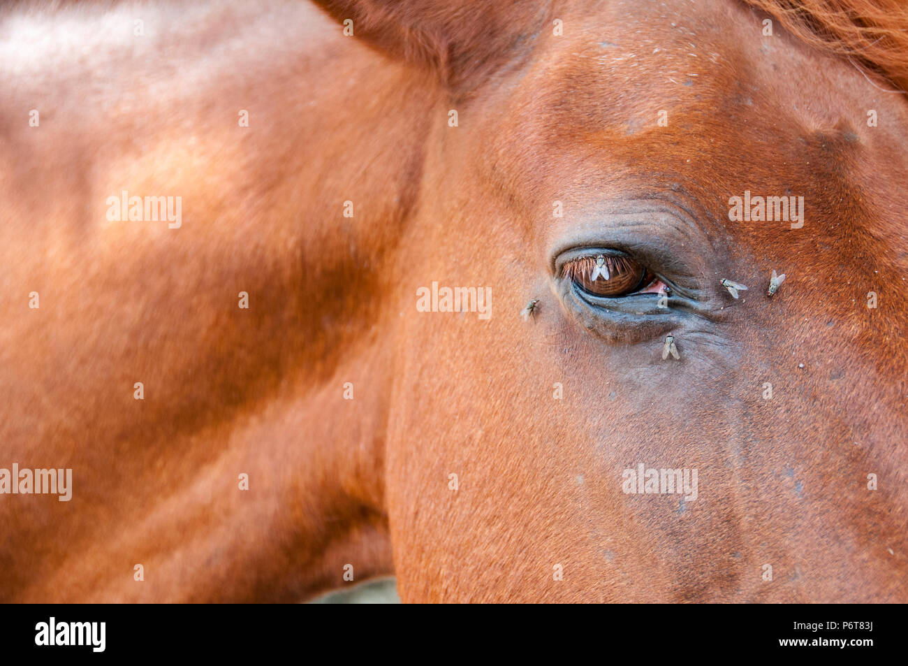 In prossimità di un cavallo's eye circondato da mosche nella nuova foresta, Hampshire Foto Stock