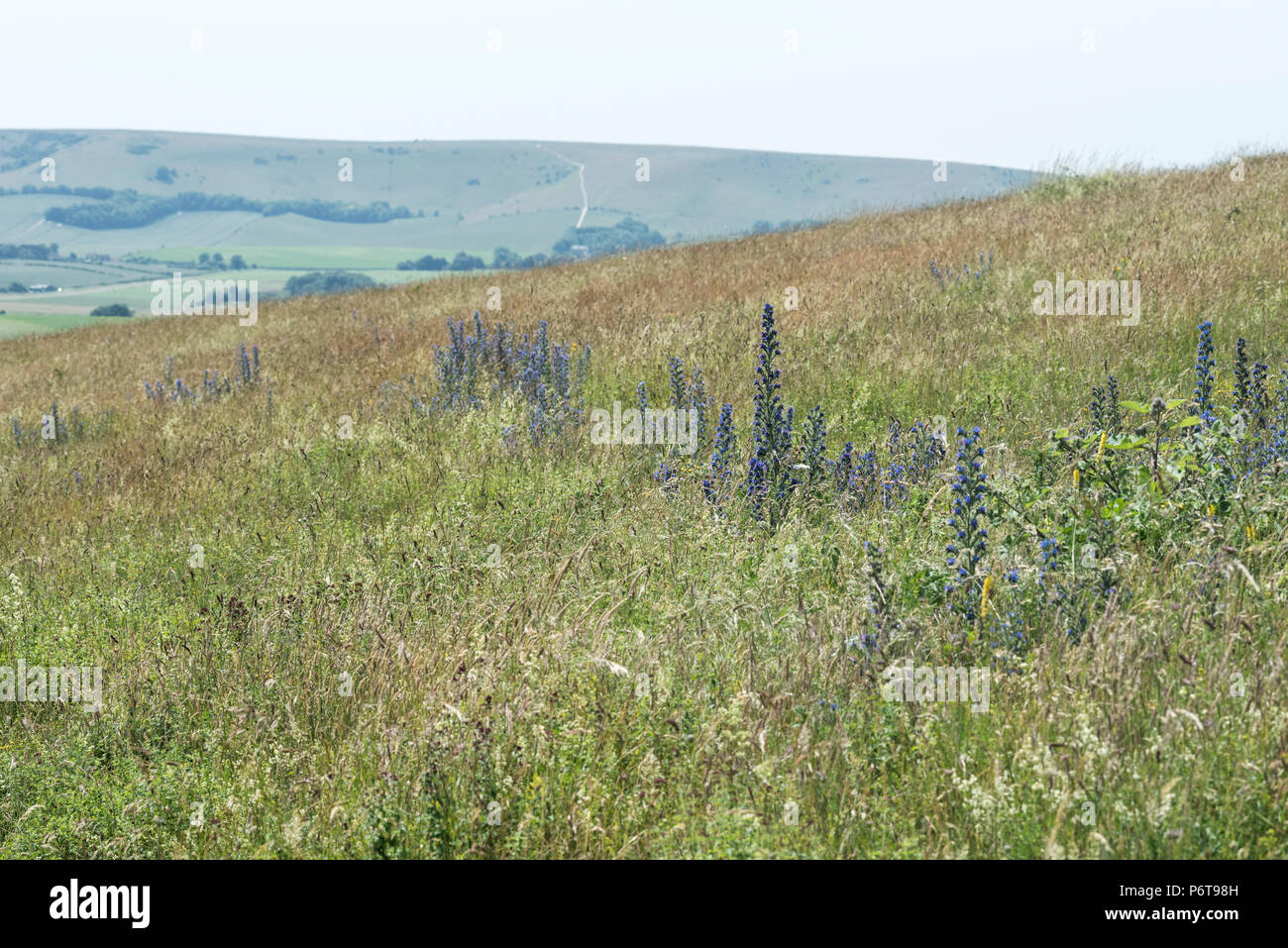 La Viper Bugloss (Echium vulgare) su Southerham giù, East Sussex Foto Stock