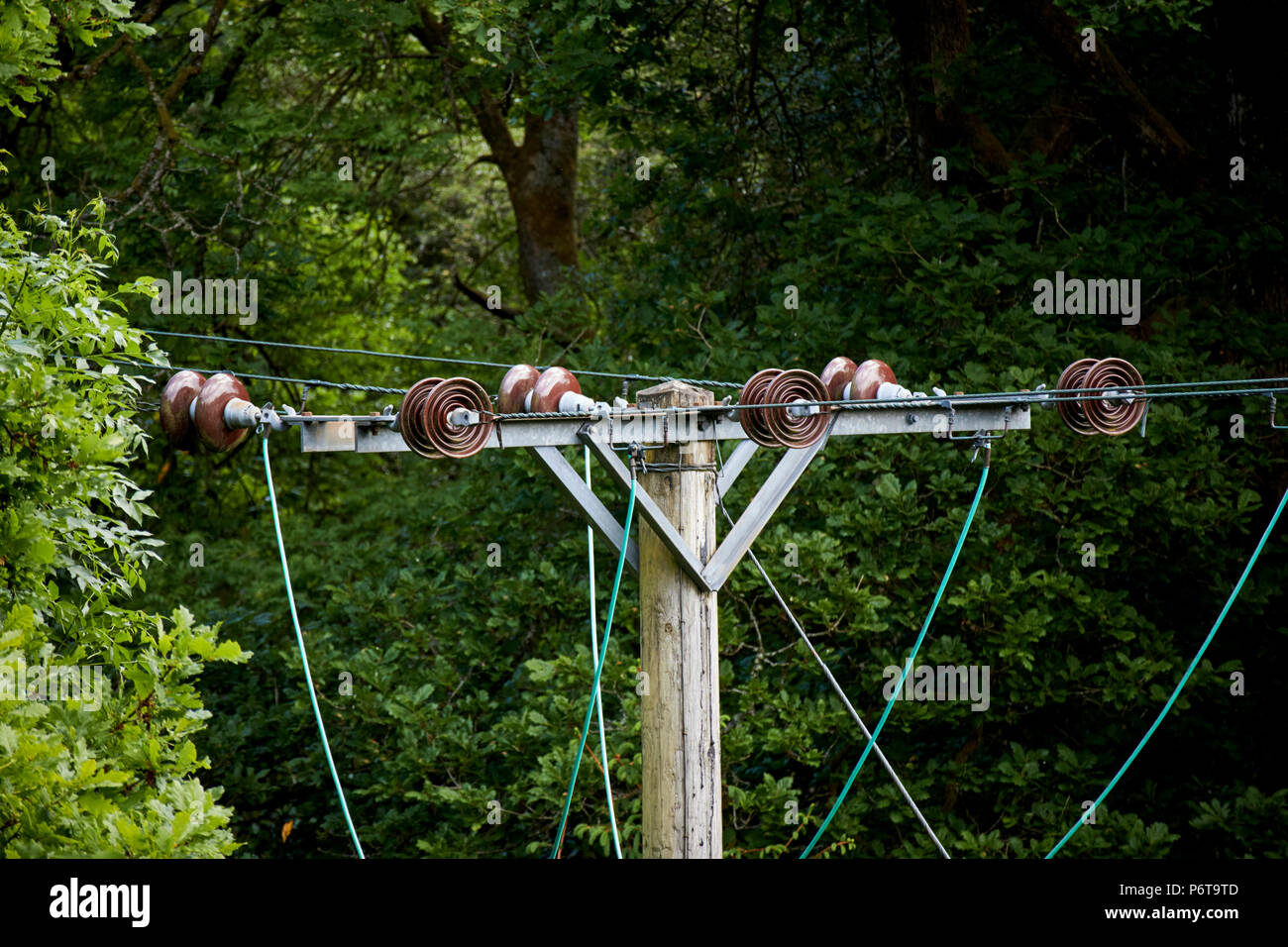 Disco in ceramica Isolatori e i cavi nella parte superiore di una potenza elettrica pole linee che corrono attraverso la radura England Regno Unito Foto Stock